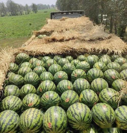 2021吃瓜群,揭秘娱乐圈幕后风云